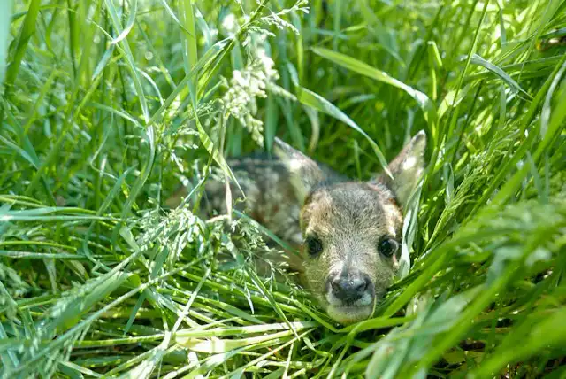 Eindrücke aus Rehkitzrettungs-Einsätzen in der Mähsaison — Motiv 3