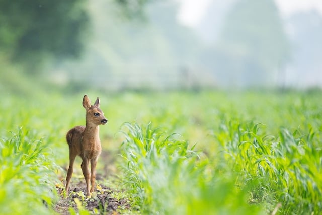 Baby Rehkitz alleine auf einem Feld